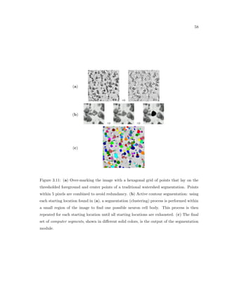 eld are of traditional 
electrical connections of axons of one neuron cell with a dendrite of another neuron (1) and 
of glial-glial interactions. Recent studies have shown neuronal axon signals received by glial 
cells (3), direct coupling of glial cell bodies and neuron cell bodies (4), in
uence of neuron 
transmitter on nearby glial cell bodies (5) release of neurotransmitters from glial cells which 
aect the  