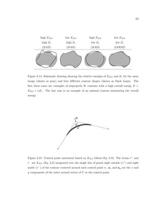 19 
Figure 2.6: During this time the brain is a sheet of similar cells that is on the outer surface of 
a disk-like embryo (14 days). The sheet folds over itself, and begins to form the rudimentary 
structure of the spinal cord and brain stem (23 days). Reproduced from Howard Hughes 
Medical Institute website and Prentice Hall Neuroscience 
2.2 Spatial arrangement 
2.2.1 Development 
The mammalian brain develops in a way that is important to our study of spatial arrange-ment 
of cells and cell processes. Just as for the rest of the body, the brain begins to grow 
and come into shape during the gestation period, or the time between the fertilization of 
the egg and birth. In the earliest stages of gestation, the brain is a sheet of similar cells that 
is on the outer surface of a disk-like embryo (Fig. 2.6). During growth, these cells begin 
to dierentiate, or irreversibly change into the forms they will stay in, such as neurons and 
glial cells. The amount of cells in the brain at birth, roughly 1011, are created at a speed of 
250; 000 per minute in the 9 months of gestation. As the brain changes into its (relatively) 
 