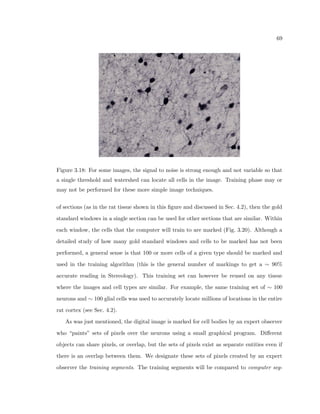 c 
scrutiny as careful studies of both animals and humans have now demonstrated that there is 
no signi 