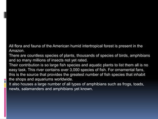 Fauna and Flora  All flora and fauna of the American humid intertropical forestispresent in theAmazon. There are countlessspecies of plants, thousands of species of birds, amphibians and so manymillions of insectsnotyetrated. Theircontributionis so largefishspecies and aquaticplantstolistthemallis no easytask. Thisrivercontainsover 3,000 species of fish. For ornamental fans, thisisthesourcethatprovidesthegreatestnumber of fishspeciesthatinhabitthe shops and aquariumsworldwide. Italsohouses a largenumber of alltypes of amphibianssuch as frogs, toads, newts, salamanders and amphibiansyetknown. 