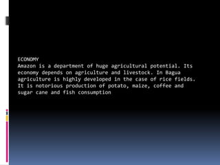 ECONOMY Amazon is a department of hugeagriculturalpotential. Itseconomydependsonagriculture and livestock. In Bagua agricultureishighlydeveloped in the case of rice fields. Itisnotoriousproduction of potato, maize, coffee and sugarcane and fishconsumption 