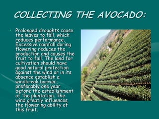 COLLECTING THE AVOCADO:
• Prolonged droughts cause
the leaves to fall, which
reduces performance.
Excessive rainfall during
flowering reduces the
production and causes the
fruit to fall. The land for
cultivation should have
good natural protection
against the wind or in its
absence establish a
windbreak barrier,
preferably one year
before the establishment
of the plantation. The
wind greatly influences
the flowering ability of
this fruit.
 