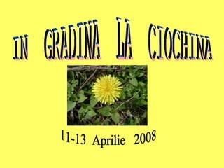 IN  GRADINA  LA  CIOCHINA 11-13  Aprilie  2008 