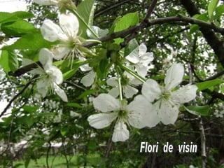 Flori  de  visin 