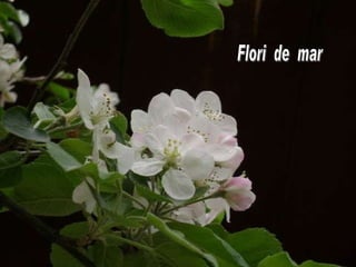 Flori  de  mar 