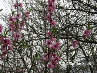 Flori  de  piersic 2-4 Aprilie 2008 