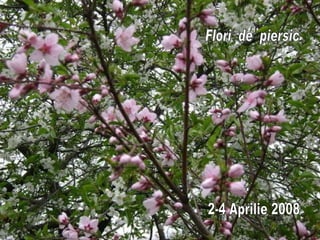 Flori  de  piersic 2-4 Aprilie 2008 