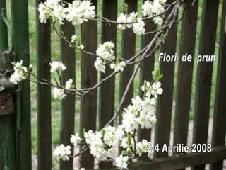 Flori  de  prun 2-4 Aprilie 2008 