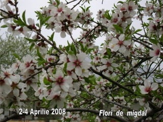 Flori  de  migdal 2-4 Aprilie 2008 