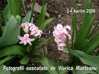 Fotografii  executate  de  Viorica  Munteanu 2-4 Aprilie 2008 