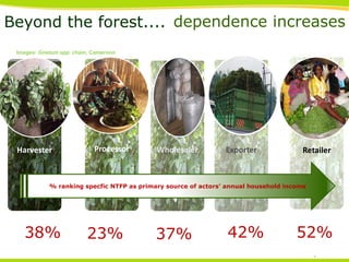 Beyond the forest.... dependence increases
Images: Gnetum spp. chain, Cameroon

Harvester

Processor

Wholesaler

Exporter

Retailer

% ranking specfic NTFP as primary source of actors’ annual household income

38%

23%

37% Xx

42%

52%

THINKING beyond the canopy

 