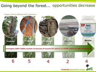 Going beyond the forest... opportunities decrease
Images: Prunus africana chain, Cameroon

Harvester

Processor

Wholesaler

Exporter

Retailer

Averaged (2007-2009) number of sources of income for actors in 9 NTFP chains in DRC & Cameroon

6

5

4

2
THINKING beyond the canopy

4

 