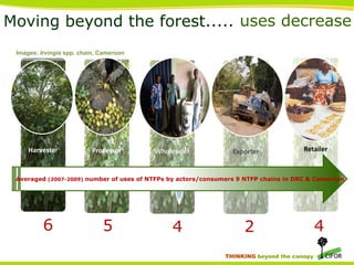 Moving beyond the forest..... uses decrease
Images: Irvingia spp. chain, Cameroon

Harvester

Processor

Wholesaler

Exporter

Retailer

Averaged (2007-2009) number of uses of NTFPs by actors/consumers 9 NTFP chains in DRC & Cameroon

6

5

4

2
THINKING beyond the canopy

4

 