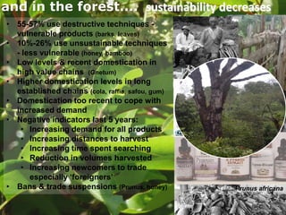 and in the forest.... sustainability decreases
• 55-57% use destructive techniques vulnerable products (barks, leaves)
• 10%-26% use unsustainable techniques
- less vulnerable (honey, bamboo)
• Low levels & recent domestication in
high value chains (Gnetum)
• Higher domestication levels in long
established chains (cola, raffia, safou, gum)
• Domestication too recent to cope with
increased demand
• Negative indicators last 5 years:
• Increasing demand for all products
• Increasing distances to harvest
• Increasing time spent searching
• Reduction in volumes harvested
• Increasing newcomers to trade
especially ‘foreigners’
• Bans & trade suspensions (Prunus, honey)

Photo: K Stewa

Prunus africana
THINKING beyond the canopy

 