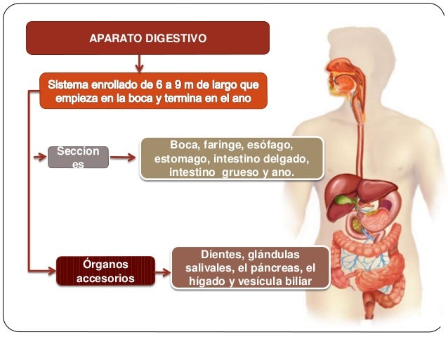 Ingreso y utilización de los alimentos en el sistema digestivo