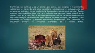 Carnívoros: un carnívoro , es un animal que obtiene sus energías y requerimientos
nutricionales a través de una dieta consistente principalmente o exclusivamente del
consumo de animales, ya sea mediante la depredación o consumo de carroña. Existen
adjetivos más específicos para referirse a animales que devoran clases específicas de
presas, como en el caso de los animales que comen insectos, se llaman insectívoros o
mejor entomófagos, pero dentro de éstos todavía se puede distinguir, por ejemplo, a los
comedores de hormigas y termitas llamándolos mirmecófagos. Los carnívoros se
encuentran siempre en posiciones avanzadas de la cadena trófica.
 