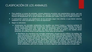CLASIFICACIÓN DE LOS ANIMALES
 Para clasificar un grupo de animales, primero debemos encontrar una característica común, que nos
permita separarlos en grupos más perueños. Por ejemplo, podemos hacer dos grupos fijándonos en la
manera de desplazarse: en un grupo estarán los animales que vuelan y los que no vuelan en el otro.
 A continuación veremos una clasificación de los animales segun tres criterios: si que tienen columna
vertebral o no, cómo se alimentan y como se reproducen:
 Según su estructura:
 Vertebrados: los animales vertebrados son aquellos que tienen huesos y columna vertebral. El
cuerpo de los vertebrados está formado por cabeza, tronco y extremidades. Además, la mayoría
de los vertebrados tiene cola. Cada clase de vertebrado tiene su cuerpo cubierto de forma
diferente, los mamíferos tienen pelo; las aves tienen plumas; los peces y los reptiles tienen
escamas; los anfibios tienen la piel desnuda. Entre estos se encuentran:
 Mamíferos: los mamíferos son animales vertebrados, al igual que los anfibios, los reptiles, las
aves y los peces. A simple vista se diferencian de estos otros animales al tener los mamíferos
pelos en la superficie del cuerpo. En la mayoría de las especies de mamíferos, no en todas,
las hembras poseen mamas por las que sale la leche con que alimentan a sus crías. Cierto
que todas las especies poseen glándulas mamarias y que todas alimentan a sus recién
nacidos con la leche que se genera en estas glándulas, sin embargo, hay especies que no
tienen mamas. Por supuesto, existen muchas otras diferencias internas entre los mamíferos y
otros vertebrados, pero eso no ayuda, no mucho digamos, para distinguirlos a simple vista.
 