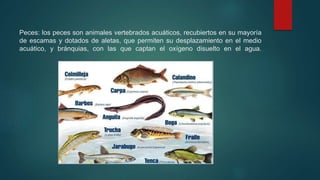 Peces: los peces son animales vertebrados acuáticos, recubiertos en su mayoría
de escamas y dotados de aletas, que permiten su desplazamiento en el medio
acuático, y bránquias, con las que captan el oxígeno disuelto en el agua.
 