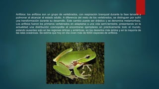 Anfibios: los anfibios son un grupo de vertebrados, con respiración branquial durante la fase larvaria y
pulmonar al alcanzar el estado adulto. A diferencia del resto de los vertebrados, se distinguen por sufrir
una transformación durante su desarrollo. Este cambio puede ser drástico y se denomina metamorfosis.
Los anfibios fueron los primeros vertebrados en adaptarse a una vida semi-terrestre, presentando en la
actualidad una distribución cosmopolita al encontrarse ejemplares en prácticamente todo el mundo,
estando ausentes solo en las regiones árticas y antárticas, en los desiertos más áridos y en la mayoría de
las islas oceánicas. Se estima que hoy en día viven más de 6000 especies de anfibios.
 