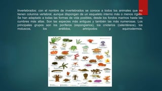 Invertebrados: con el nombre de invertebrados se conoce a todos los animales que no
tienen columna vertebral, aunque dispongan de un esqueleto interno más o menos rígido.
Se han adaptado a todas las formas de vida posibles, desde los fondos marinos hasta las
cumbres más altas. Son las especies más antiguas y también las más numerosas. Los
principales grupos son los poríferos (espongiarios), los cnidarios (celentéreos), los
moluscos, los anélidos, artrópodos y equinodermos.
 