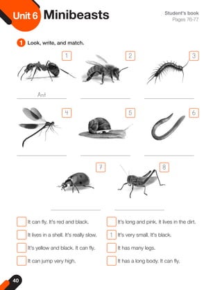40
Unit
6Unit 6 Minibeasts
1 Look, write, and match.
Student's book
Pages 76-77
It can fly. It's red and black. It's long and pink. It lives in the dirt.
It lives in a shell. It's really slow. 1 It's very small. It's black.
It's yellow and black. It can fly. It has many legs.
It can jump very high. It has a long body. It can fly.
1
4
2
5
7
3
6
8
Ant
 