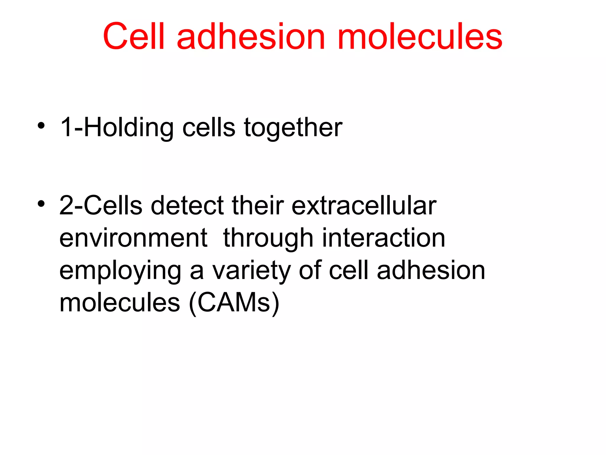 Cell adhesion molecules
• 1-Holding cells together
• 2-Cells detect their extracellular
environment through interaction
employing a variety of cell adhesion
molecules (CAMs)

 