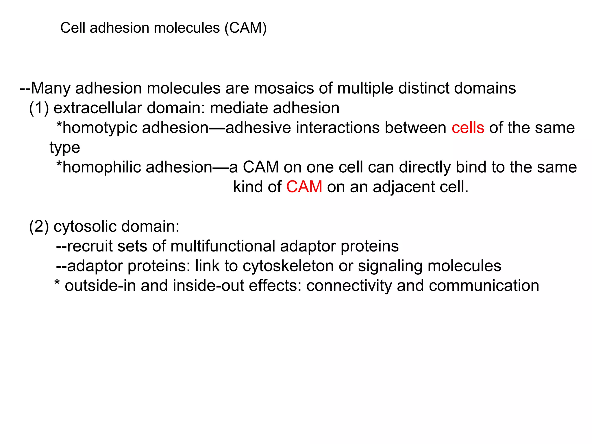 Cell adhesion molecules (CAM)

--Many adhesion molecules are mosaics of multiple distinct domains
(1) extracellular domain: mediate adhesion
*homotypic adhesion—adhesive interactions between cells of the same
type
*homophilic adhesion—a CAM on one cell can directly bind to the same
kind of CAM on an adjacent cell.
(2) cytosolic domain:
--recruit sets of multifunctional adaptor proteins
--adaptor proteins: link to cytoskeleton or signaling molecules
* outside-in and inside-out effects: connectivity and communication

 