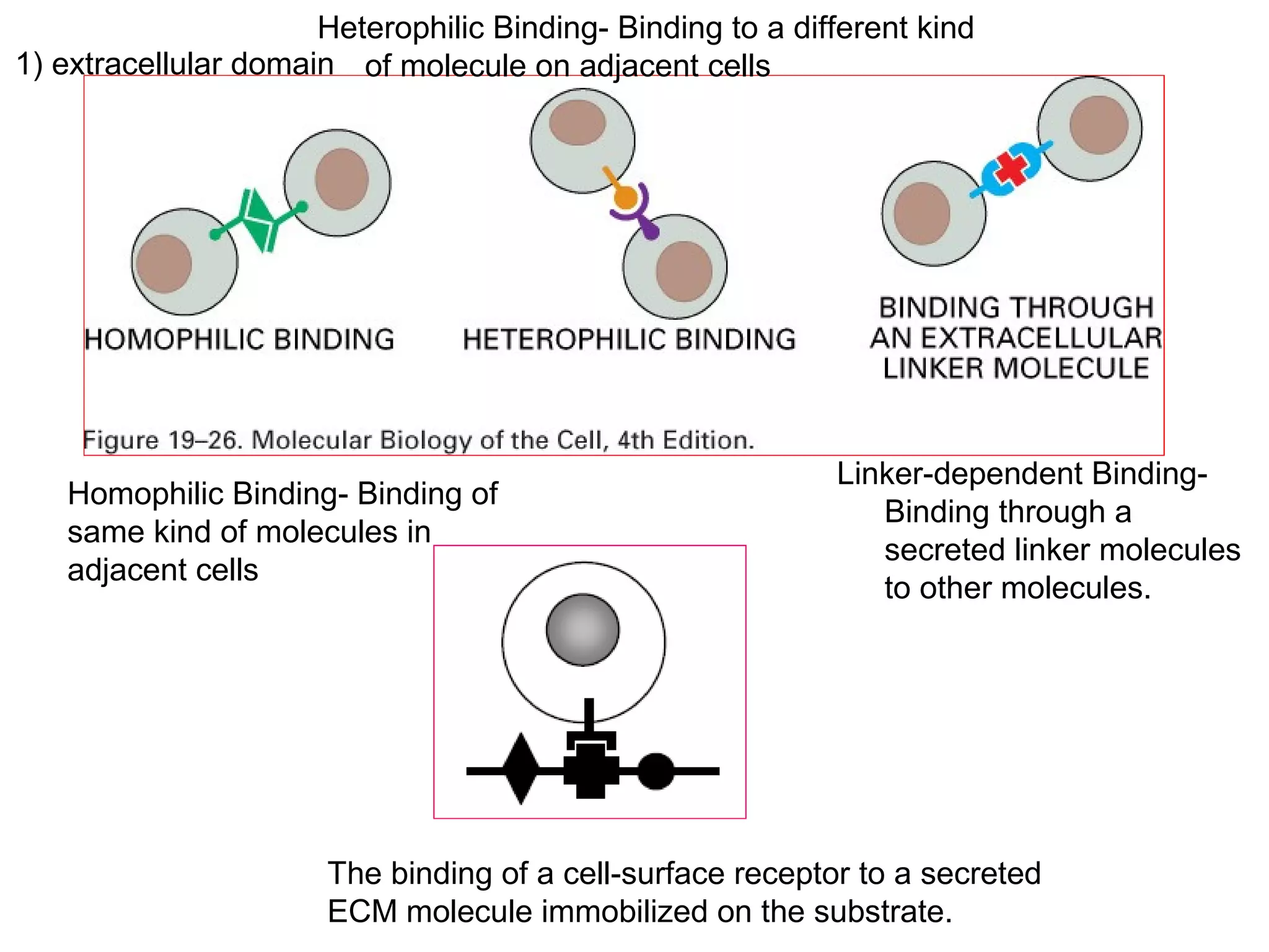 Heterophilic Binding- Binding to a different kind
1) extracellular domain of molecule on adjacent cells

Homophilic Binding- Binding of
same kind of molecules in
adjacent cells

Linker-dependent BindingBinding through a
secreted linker molecules
to other molecules.

The binding of a cell-surface receptor to a secreted
ECM molecule immobilized on the substrate.

 
