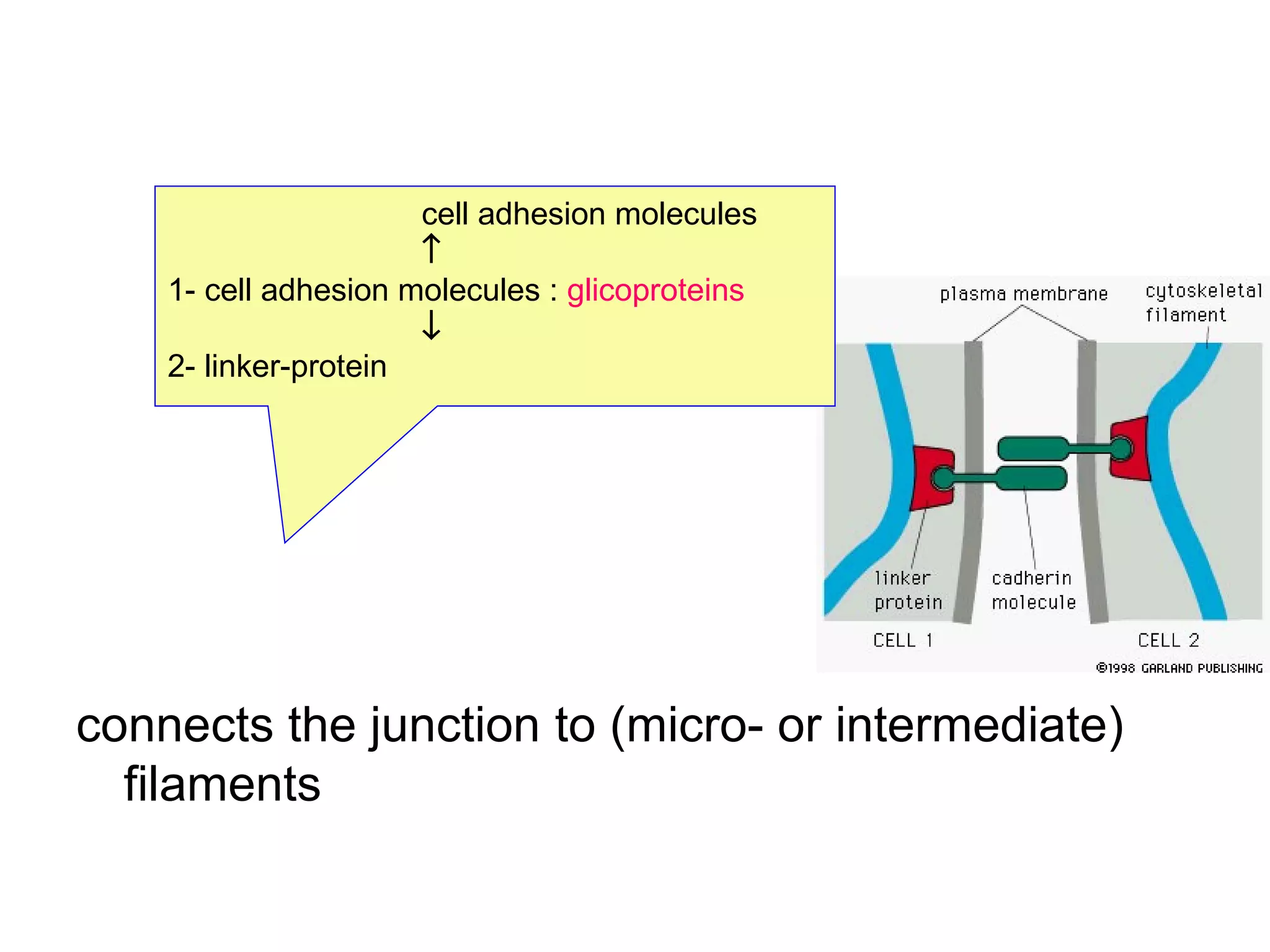 cell adhesion molecules
↑
1- cell adhesion molecules : glicoproteins
↓
2- linker-protein

connects the junction to (micro- or intermediate)
filaments

 