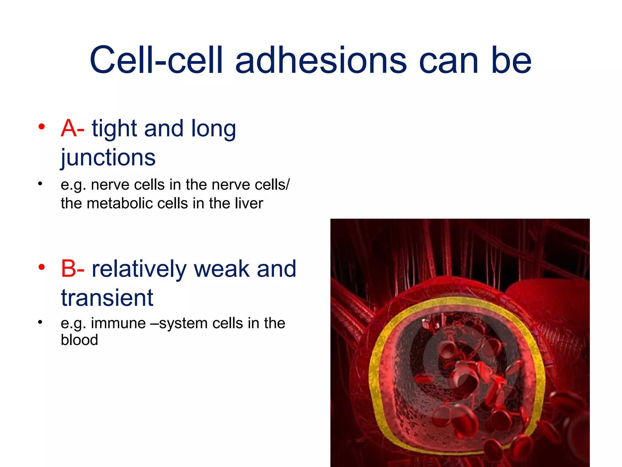 Cell-cell adhesions can be
• A- tight and long
junctions
•

e.g. nerve cells in the nerve cells/
the metabolic cells in the liver

• B- relatively weak and
transient
•

e.g. immune –system cells in the
blood

 