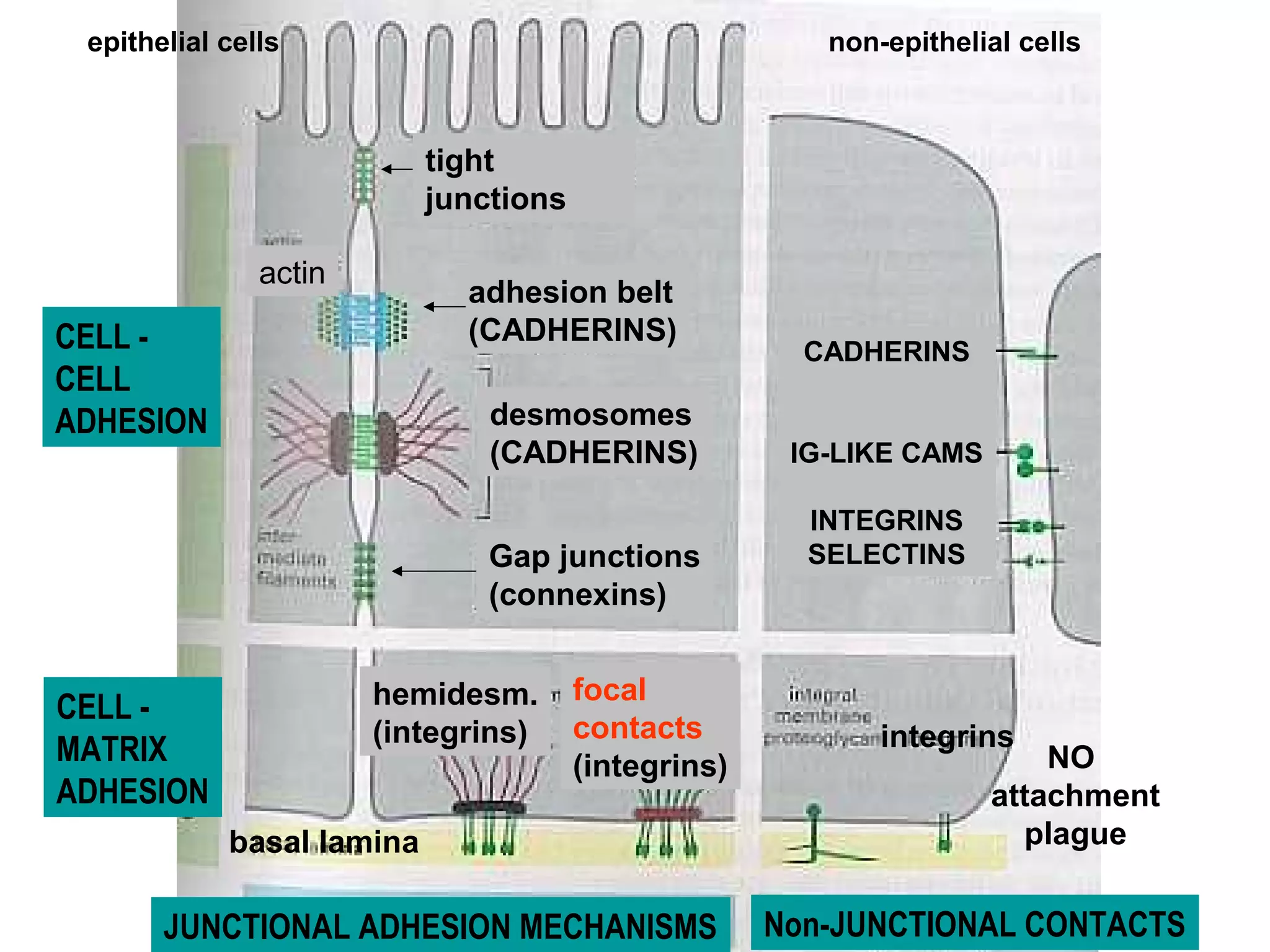 epithelial cells

non-epithelial cells

tight
junctions
actin

adhesion belt
(CADHERINS)

CELL CELL
ADHESION

desmosomes
(CADHERINS)
Gap junctions
(connexins)

CELL MATRIX
ADHESION

hemidesm.
(integrins)

focal
contacts
(integrins)

basal lamina

JUNCTIONAL ADHESION MECHANISMS

CADHERINS
IG-LIKE CAMS
INTEGRINS
SELECTINS

integrins

NO
attachment
plague

Non-JUNCTIONAL CONTACTS

 