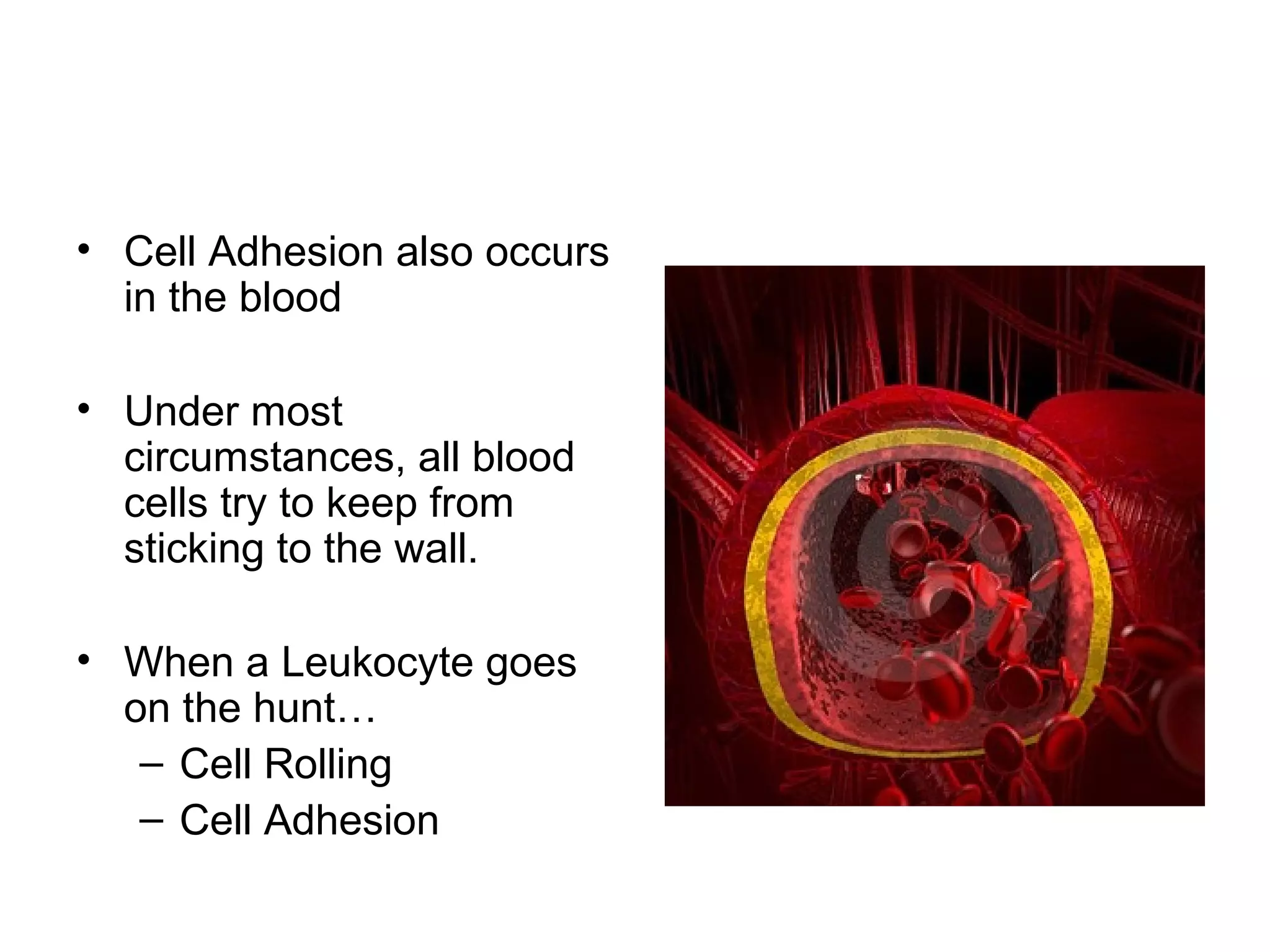 • Cell Adhesion also occurs
in the blood
• Under most
circumstances, all blood
cells try to keep from
sticking to the wall.
• When a Leukocyte goes
on the hunt…
– Cell Rolling
– Cell Adhesion

 