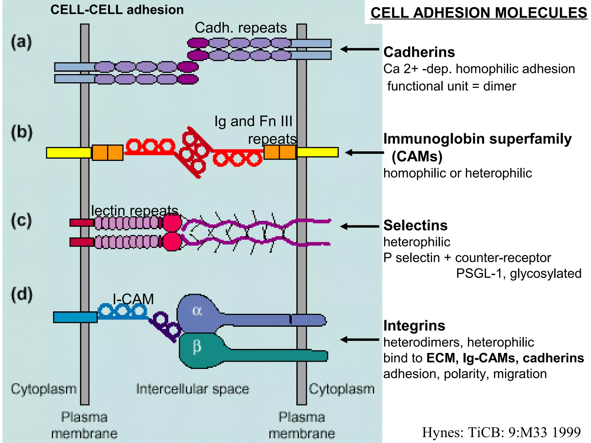 CELL-CELL adhesion

Cadh. repeats

CELL ADHESION MOLECULES
Cadherins
Ca 2+ -dep. homophilic adhesion
functional unit = dimer

Ig and Fn III
repeats

Immunoglobin superfamily
(CAMs)
homophilic or heterophilic

lectin repeats

Selectins
heterophilic
P selectin + counter-receptor
PSGL-1, glycosylated

I-CAM
Integrins
heterodimers, heterophilic
bind to ECM, Ig-CAMs, cadherins
adhesion, polarity, migration

Hynes: TiCB: 9:M33 1999

 