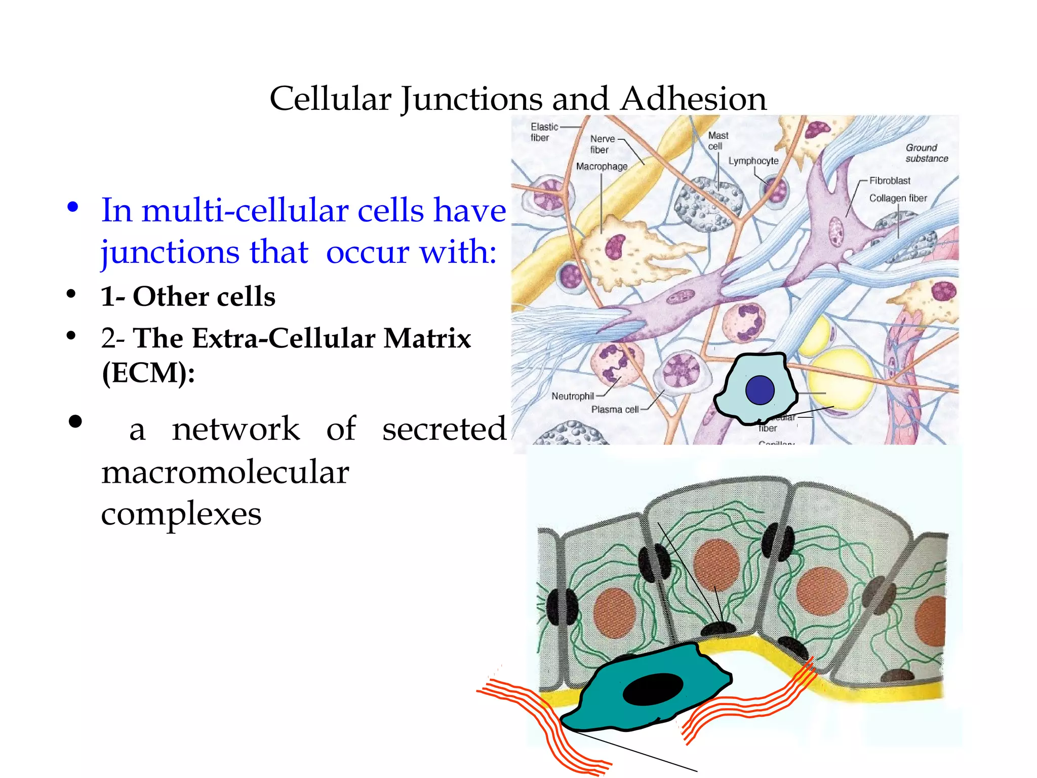 Cellular Junctions and Adhesion
• In multi-cellular cells have
junctions that occur with:
• 1- Other cells
• 2- The Extra-Cellular Matrix
(ECM):

•

a network of secreted
macromolecular
complexes

 
