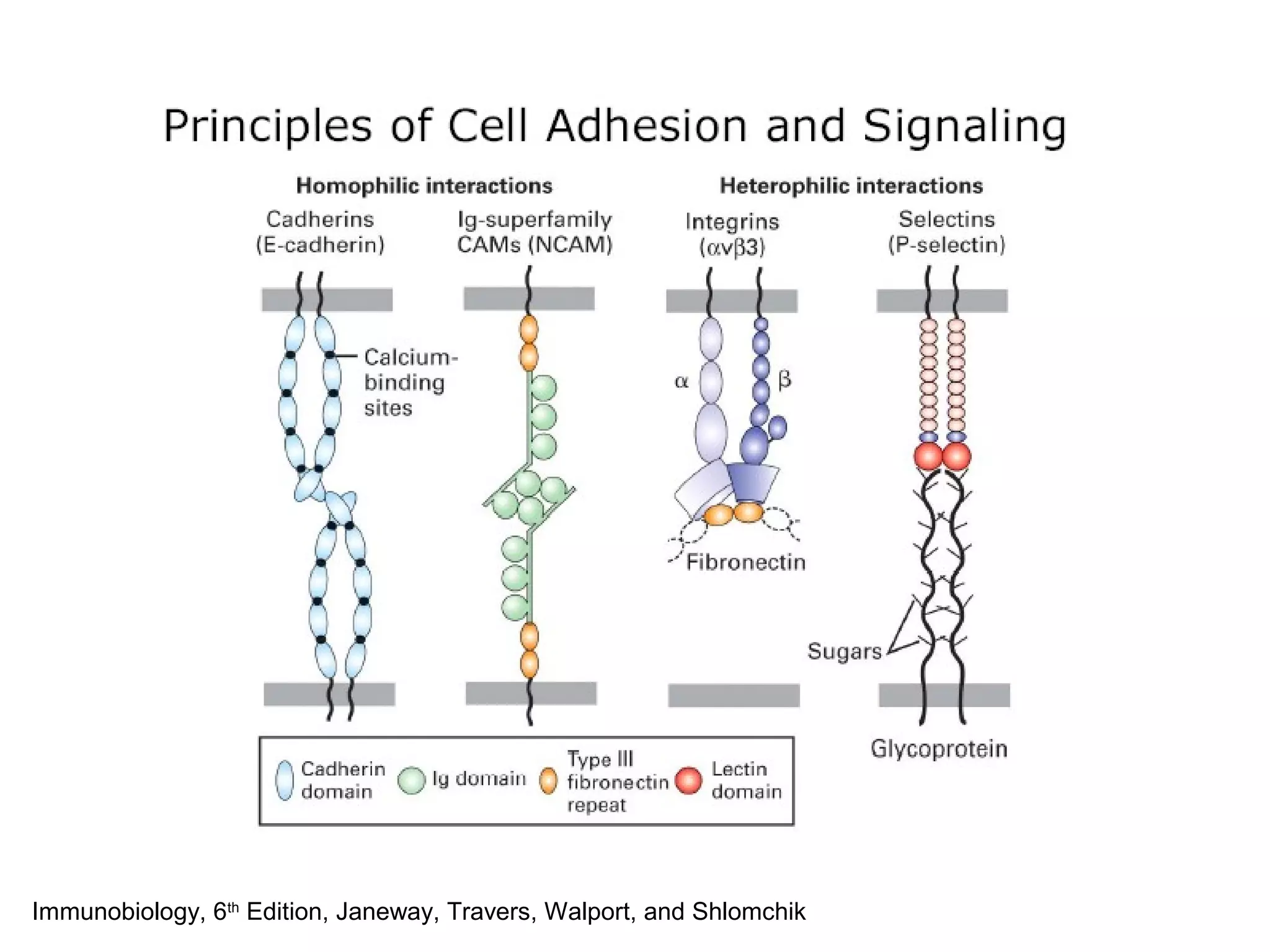 Immunobiology, 6th Edition, Janeway, Travers, Walport, and Shlomchik

 