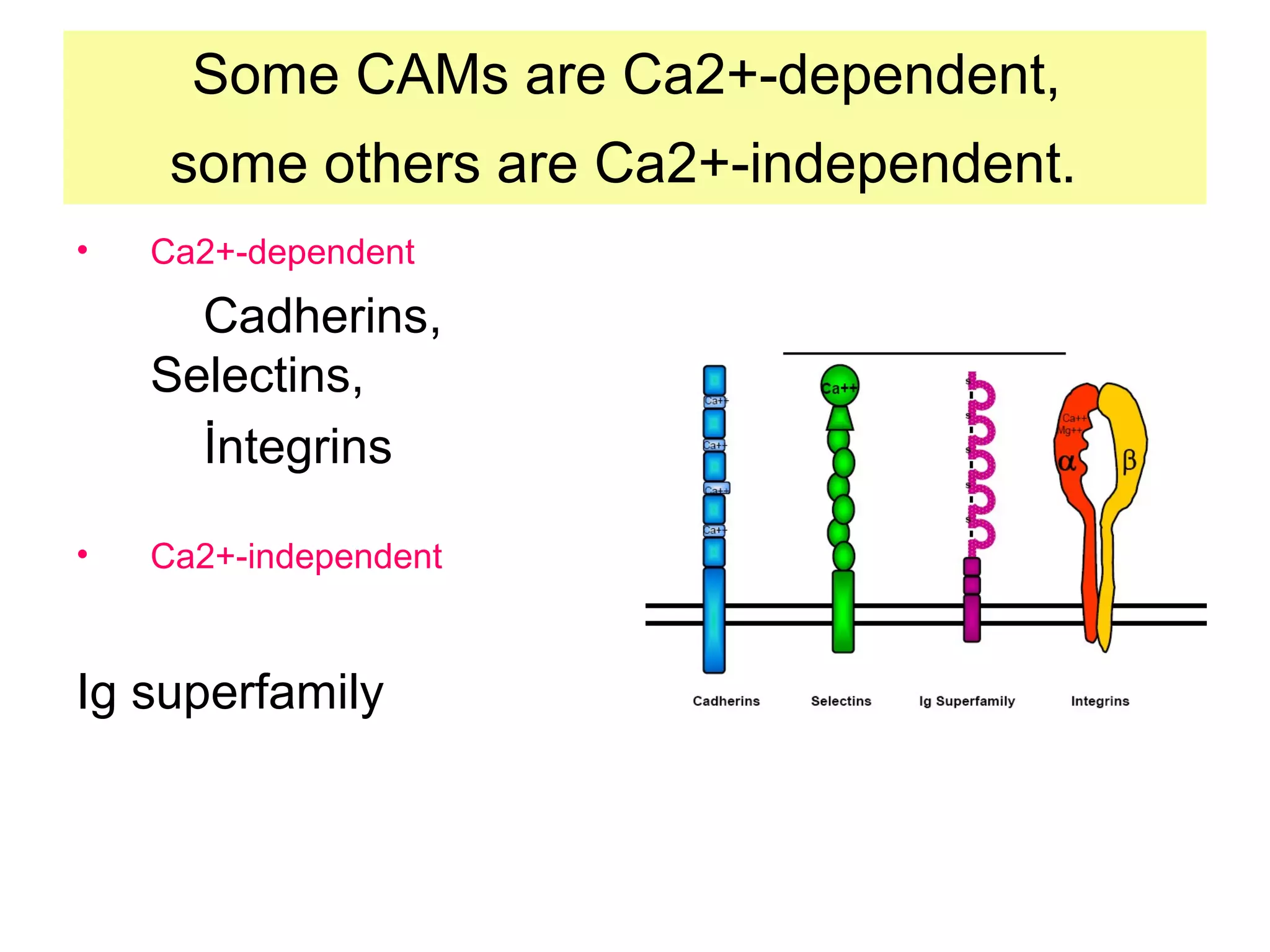 Some CAMs are Ca2+-dependent,
some others are Ca2+-independent.
•

Ca2+-dependent

Cadherins,
Selectins,
İntegrins
•

Ca2+-independent

Ig superfamily

 