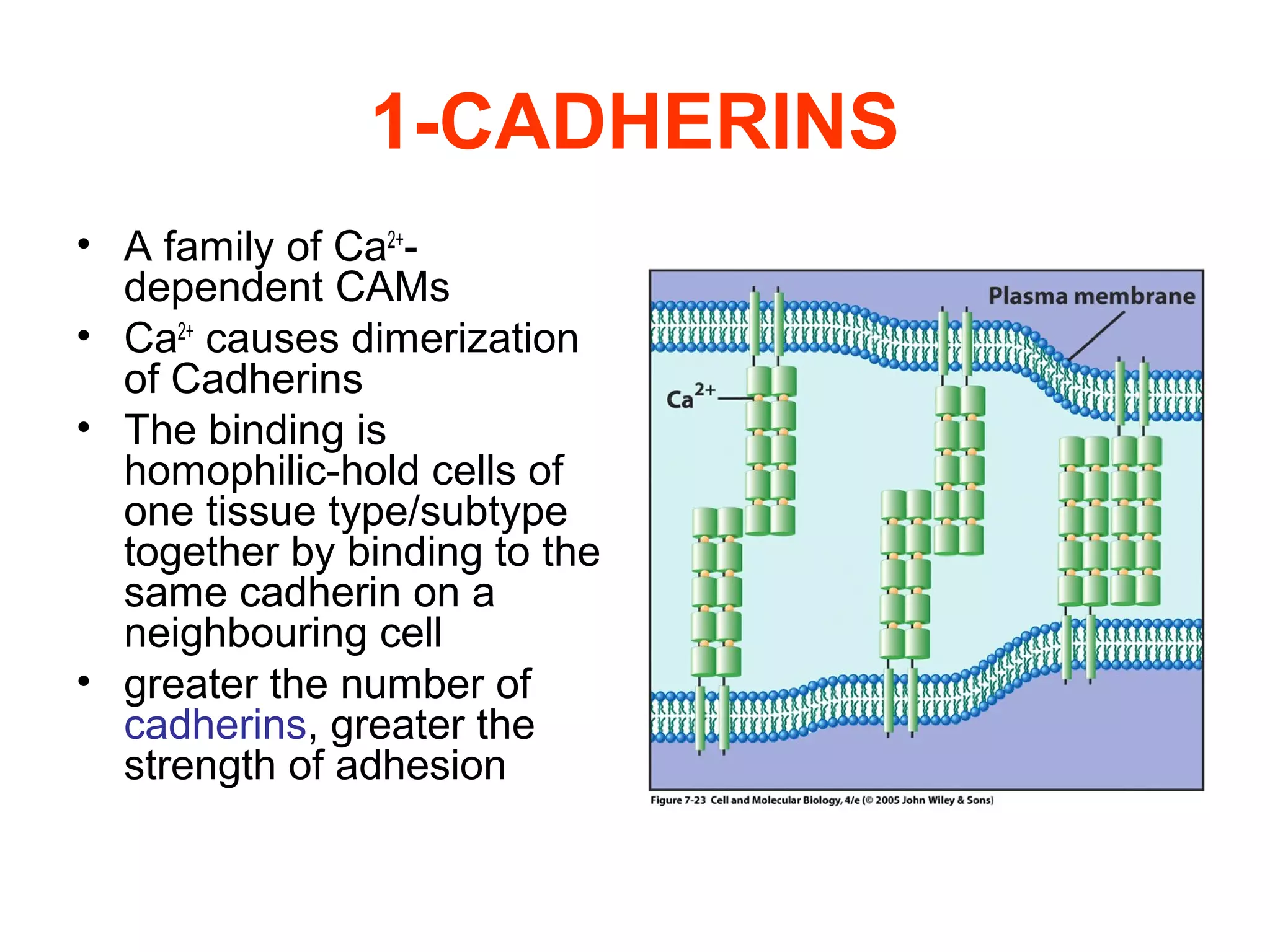 1-CADHERINS
• A family of Ca2+dependent CAMs
• Ca2+ causes dimerization
of Cadherins
• The binding is
homophilic-hold cells of
one tissue type/subtype
together by binding to the
same cadherin on a
neighbouring cell
• greater the number of
cadherins, greater the
strength of adhesion

 
