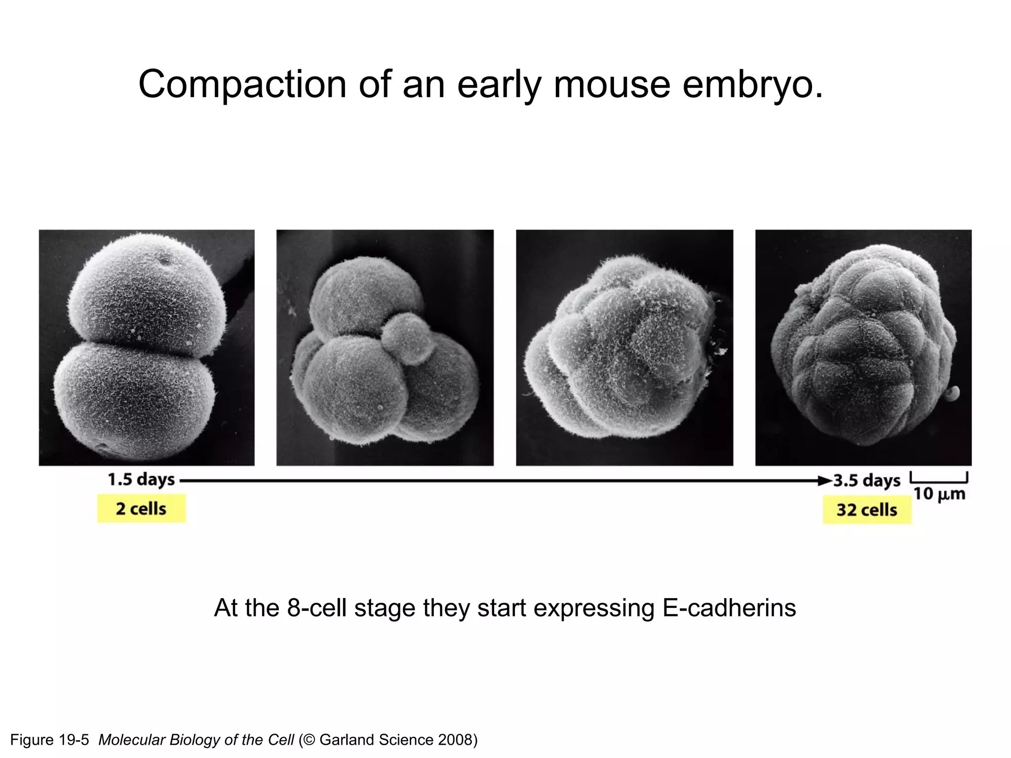 Compaction of an early mouse embryo.

At the 8-cell stage they start expressing E-cadherins

Figure 19-5 Molecular Biology of the Cell (© Garland Science 2008)

 