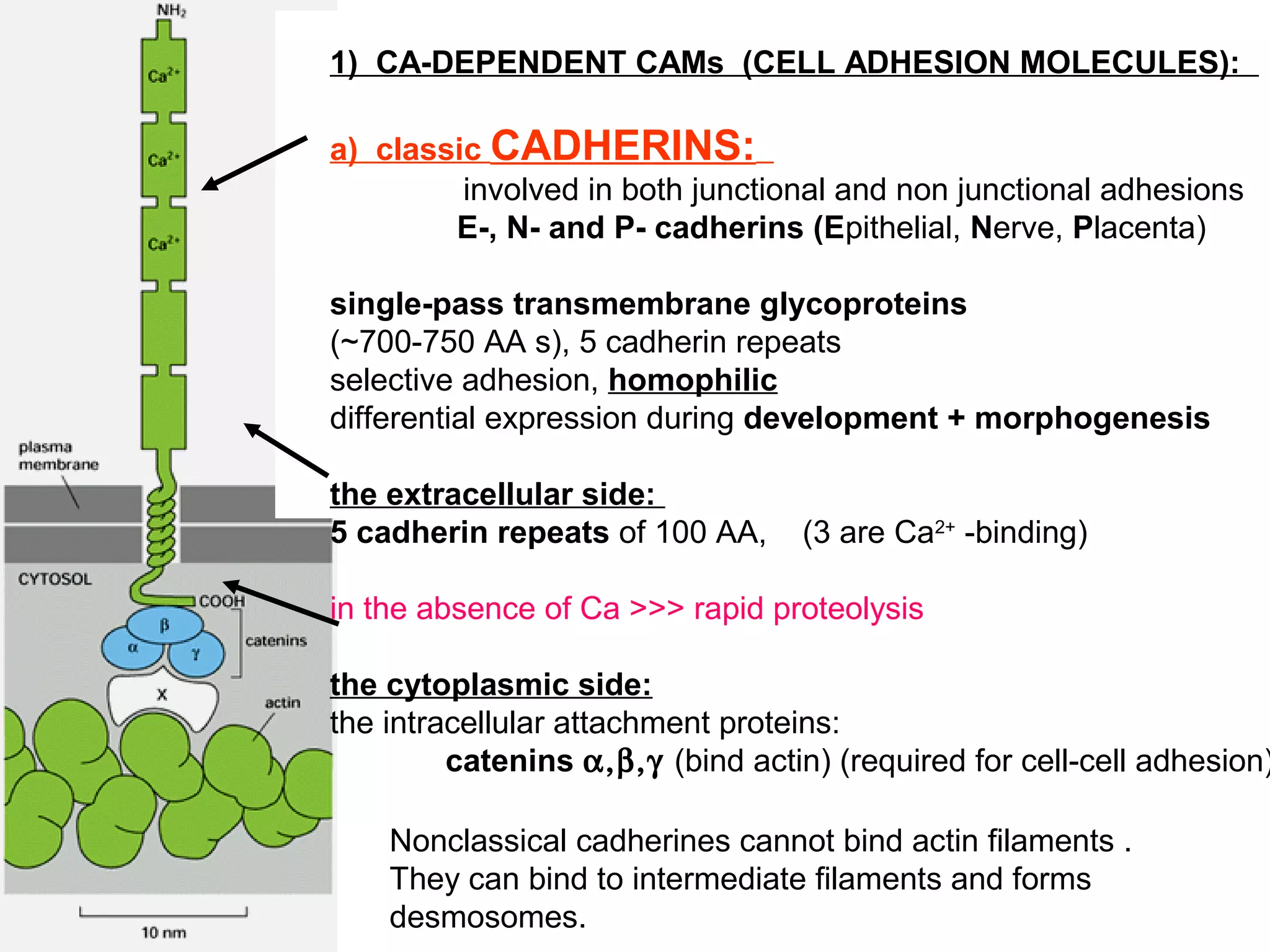 1) CA-DEPENDENT CAMs (CELL ADHESION MOLECULES):
a) classic CADHERINS:
involved in both junctional and non junctional adhesions
E-, N- and P- cadherins (Epithelial, Nerve, Placenta)
single-pass transmembrane glycoproteins
(~700-750 AA s), 5 cadherin repeats
selective adhesion, homophilic
differential expression during development + morphogenesis
the extracellular side:
5 cadherin repeats of 100 AA,

(3 are Ca2+ -binding)

in the absence of Ca >>> rapid proteolysis

the cytoplasmic side:
the intracellular attachment proteins:
catenins α,β,γ (bind actin) (required for cell-cell adhesion)
Nonclassical cadherines cannot bind actin filaments .
They can bind to intermediate filaments and forms
desmosomes.

 
