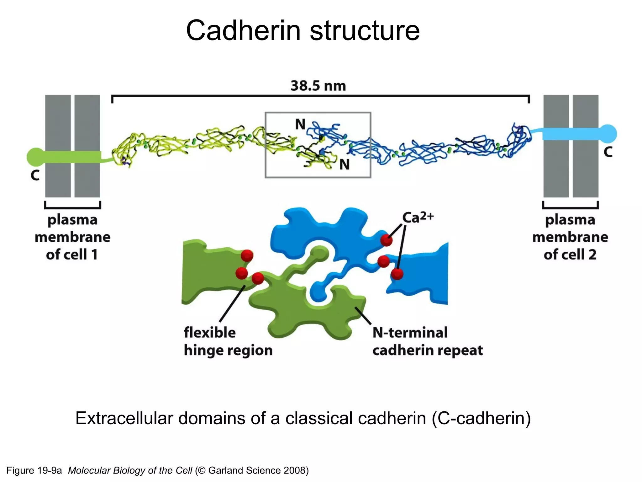 Cadherin structure

Extracellular domains of a classical cadherin (C-cadherin)
Figure 19-9a Molecular Biology of the Cell (© Garland Science 2008)

 