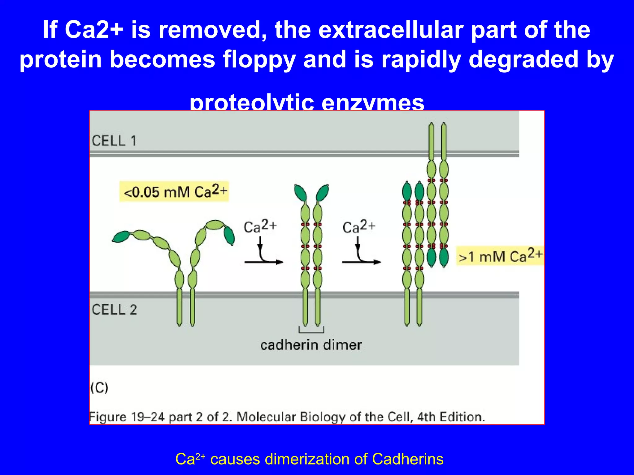 If Ca2+ is removed, the extracellular part of the
protein becomes floppy and is rapidly degraded by
proteolytic enzymes

Ca2+ causes dimerization of Cadherins

 