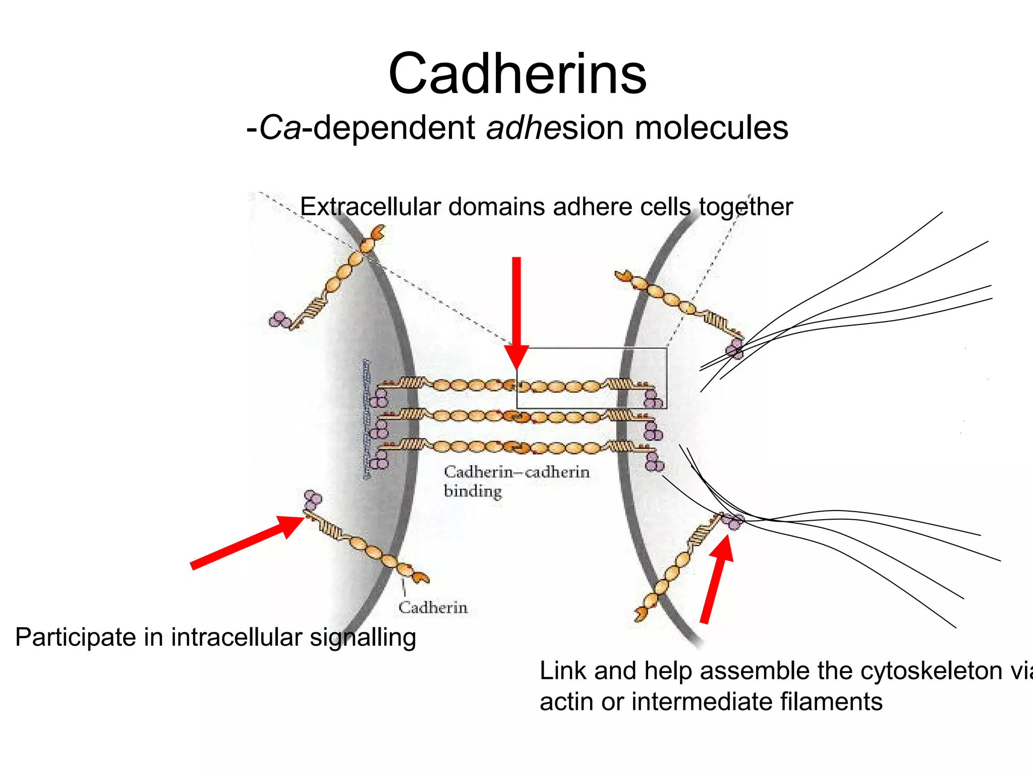 Cadherins
-Ca-dependent adhesion molecules
Extracellular domains adhere cells together

Participate in intracellular signalling

Link and help assemble the cytoskeleton via
actin or intermediate filaments

 