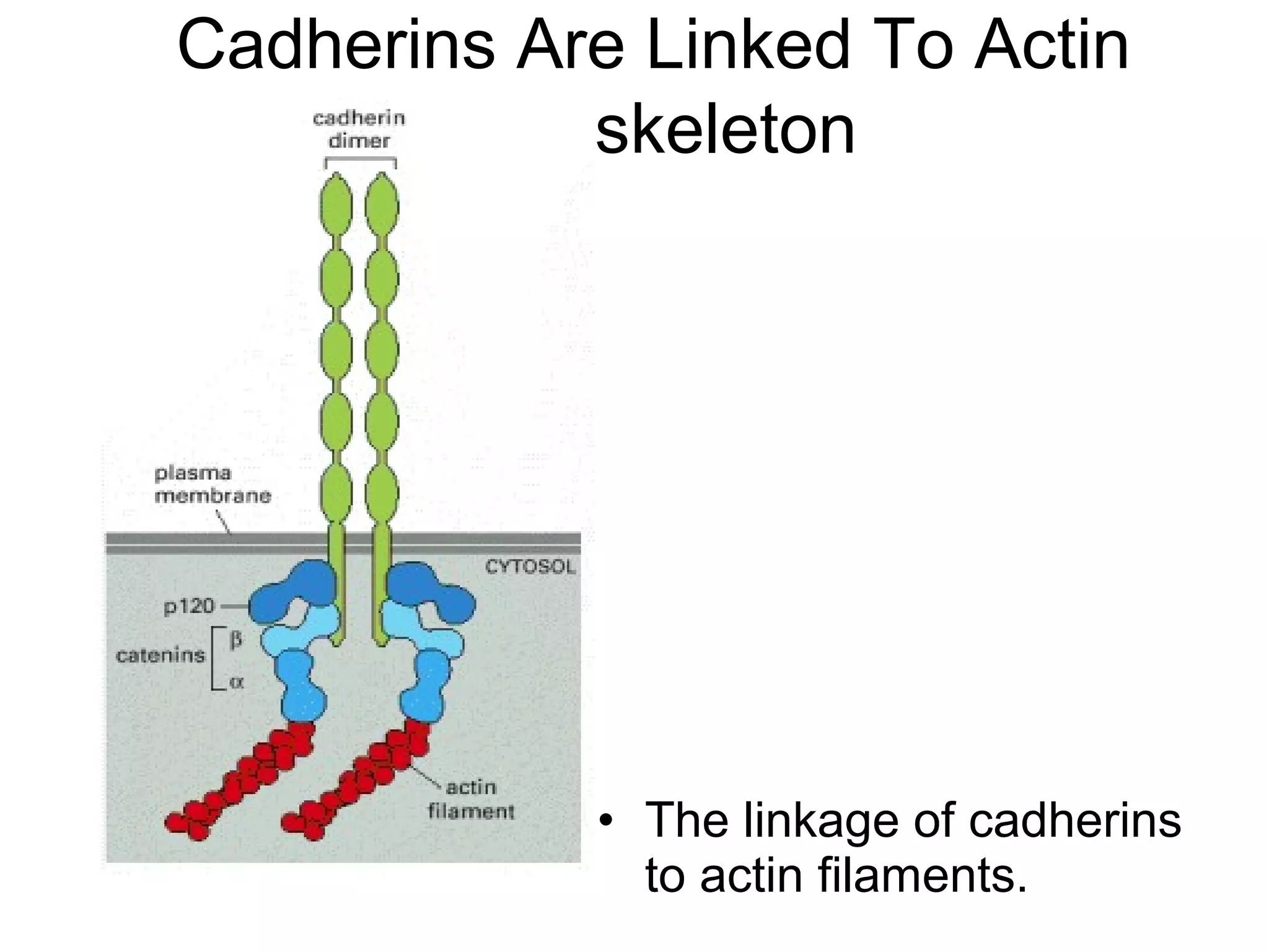 Cadherins Are Linked To Actin
Cytoskeleton

• The linkage of cadherins
to actin filaments.

 