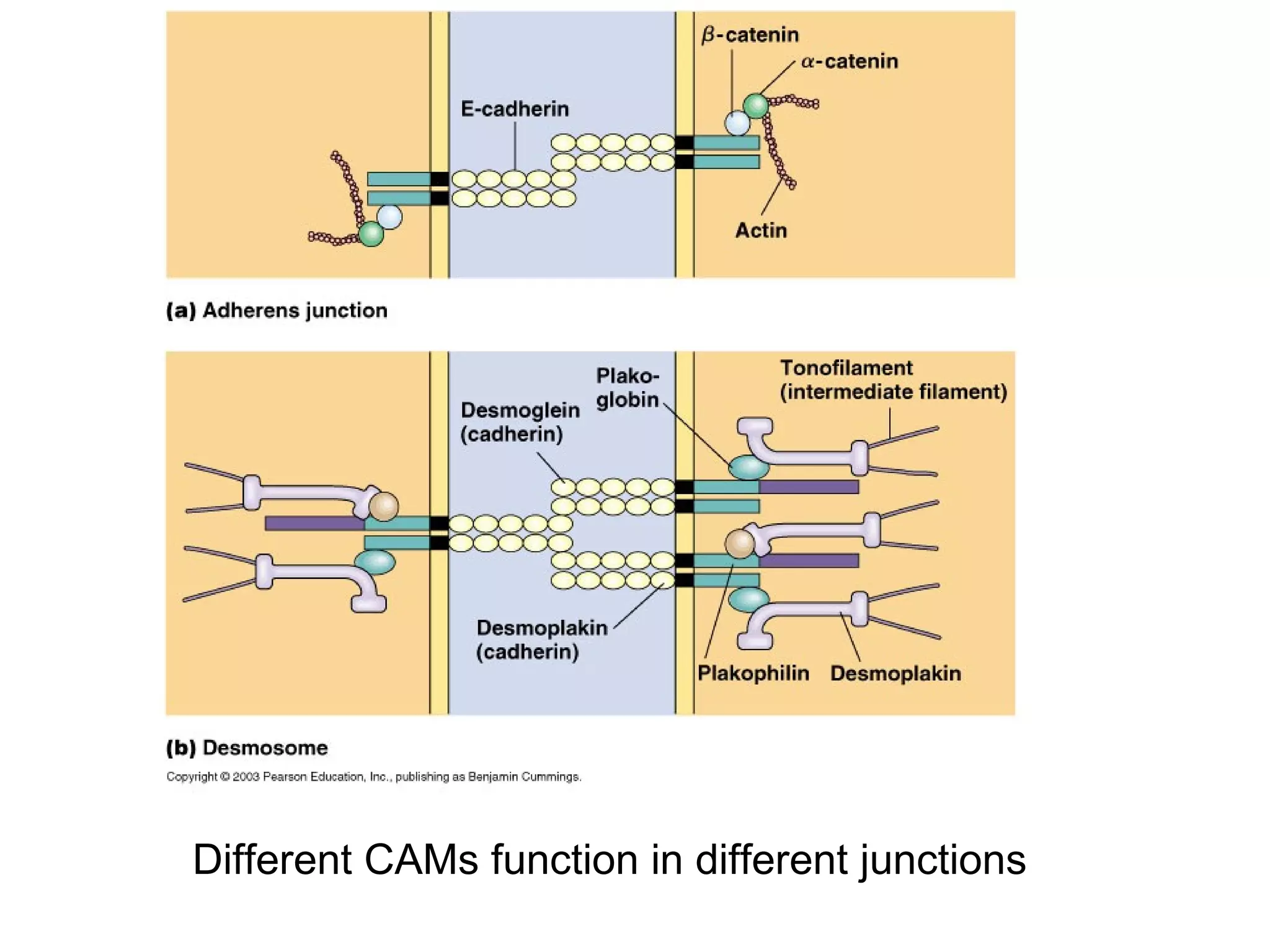 Different CAMs function in different junctions

 