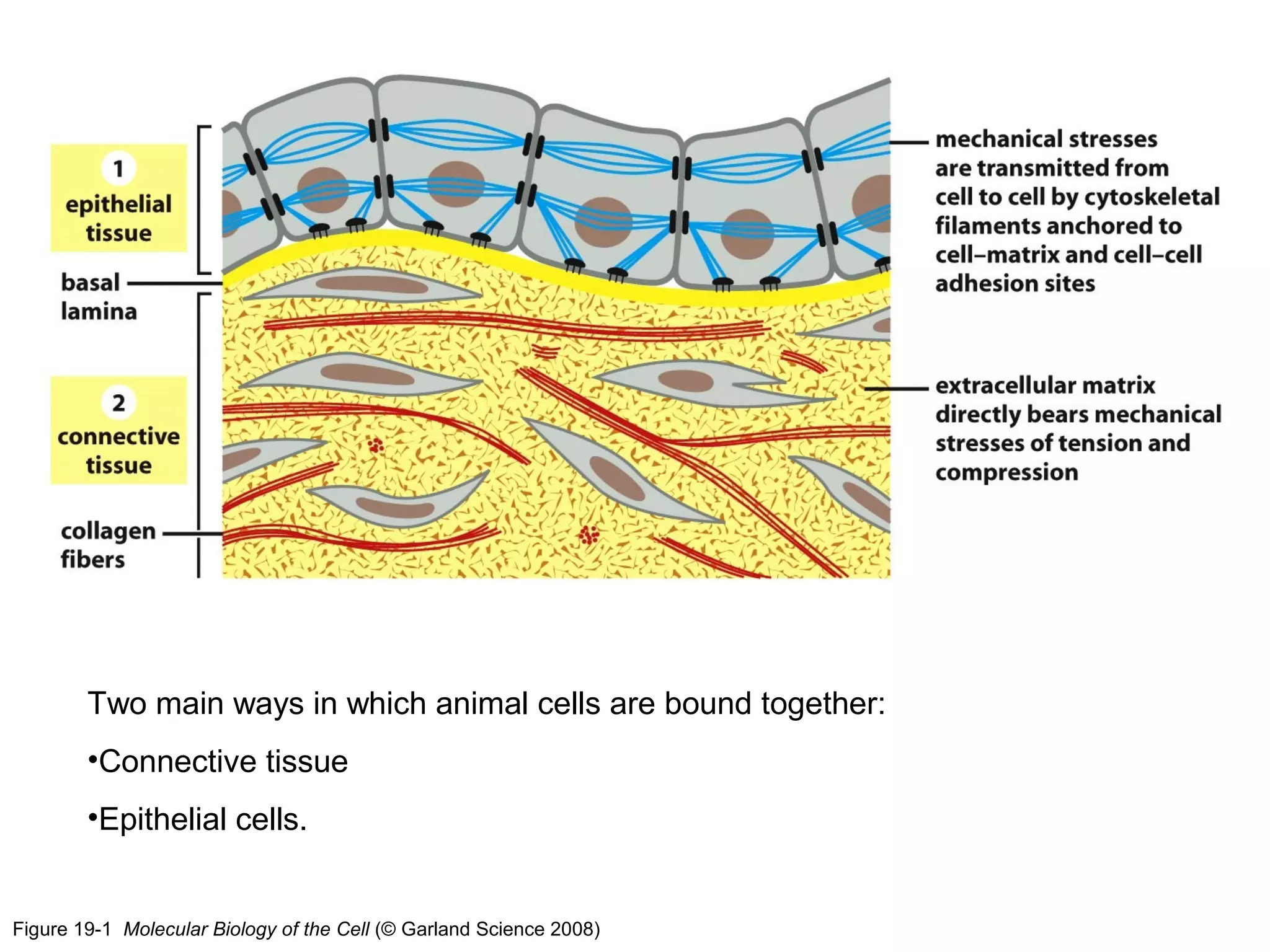 Two main ways in which animal cells are bound together:
•Connective tissue
•Epithelial cells.

Figure 19-1 Molecular Biology of the Cell (© Garland Science 2008)

 
