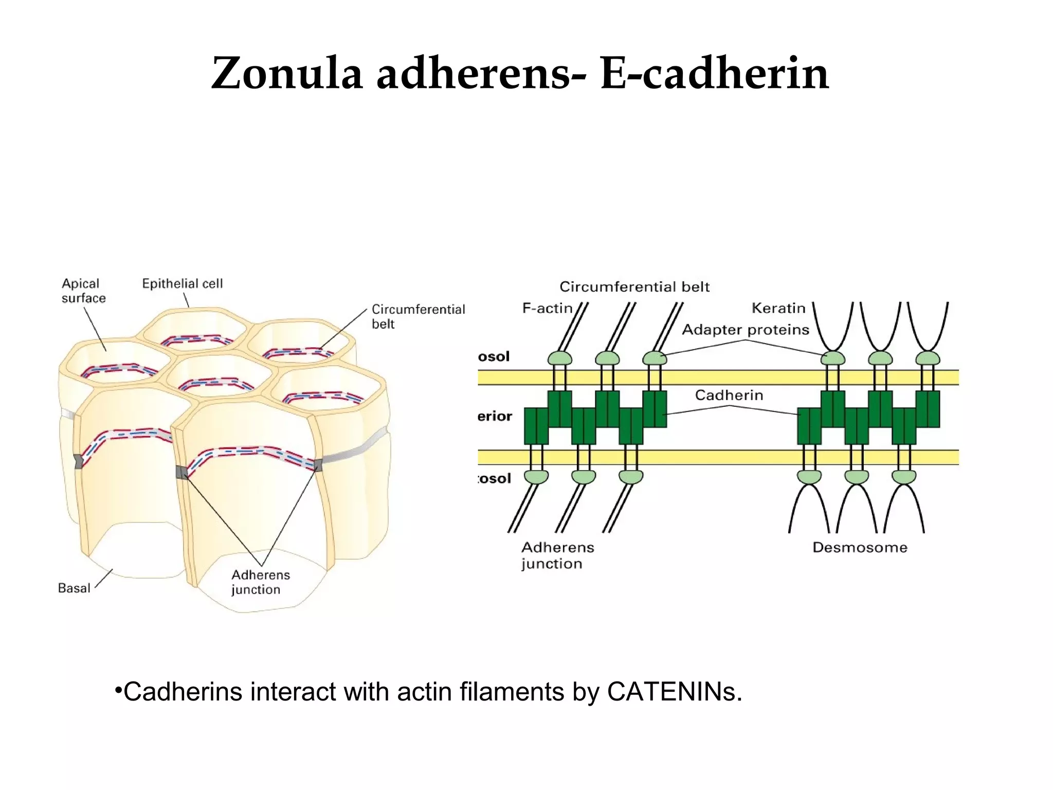 Zonula adherens- E-cadherin

•Cadherins interact with actin filaments by CATENINs.

 