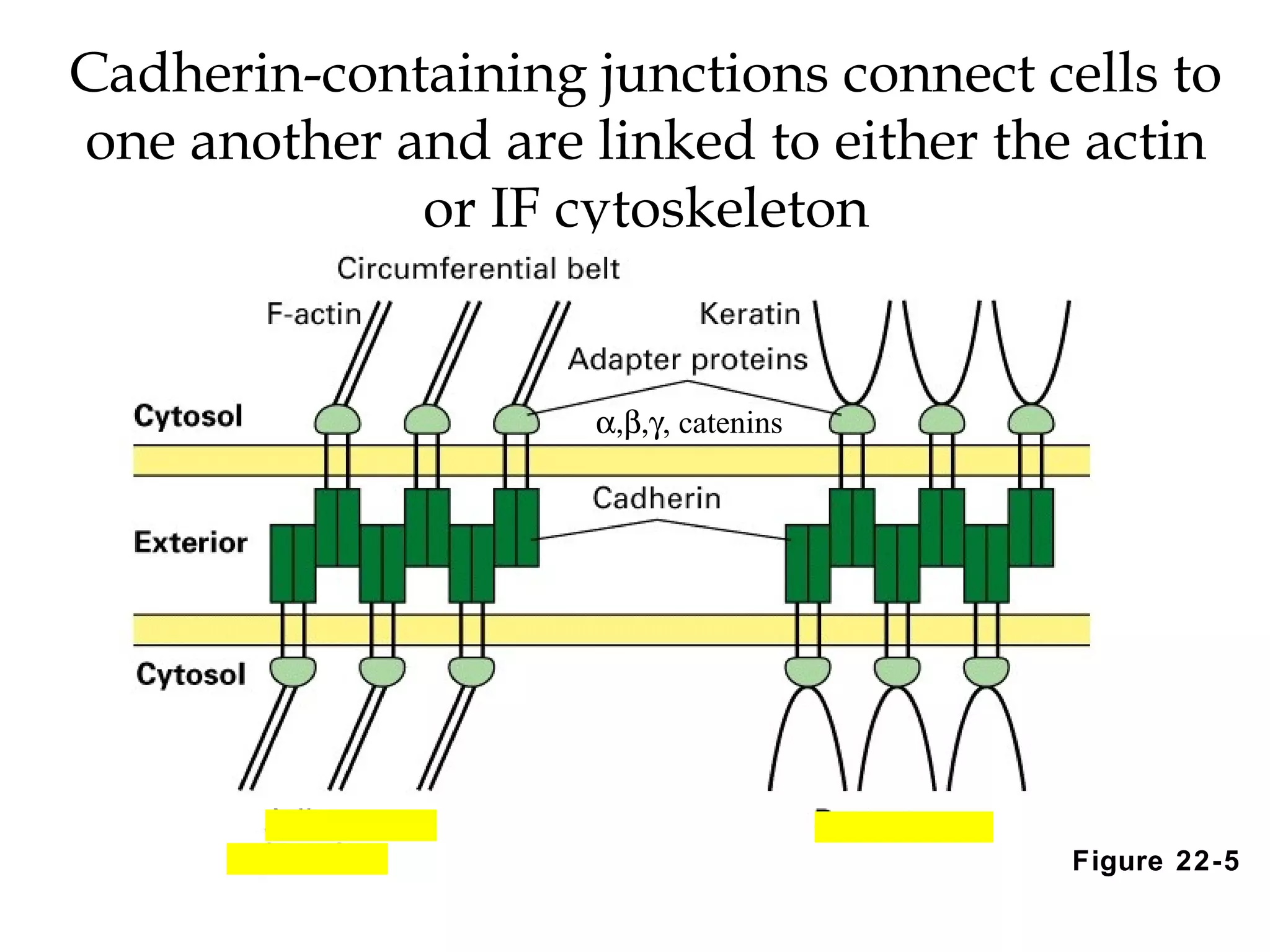 Cadherin-containing junctions connect cells to
one another and are linked to either the actin
or IF cytoskeleton

α,β,γ, catenins

Figure 22-5

 