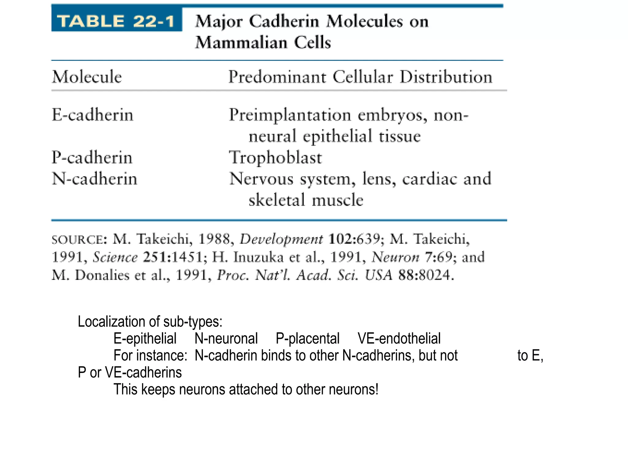 Localization of sub-types:
E-epithelial N-neuronal P-placental VE-endothelial
For instance: N-cadherin binds to other N-cadherins, but not
P or VE-cadherins
This keeps neurons attached to other neurons!

to E,

 