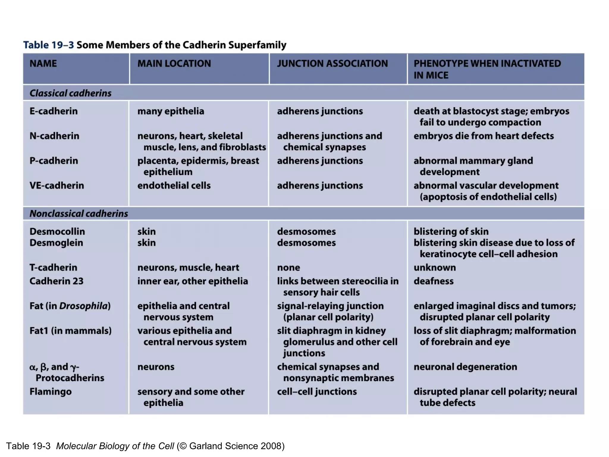Table 19-3 Molecular Biology of the Cell (© Garland Science 2008)

 