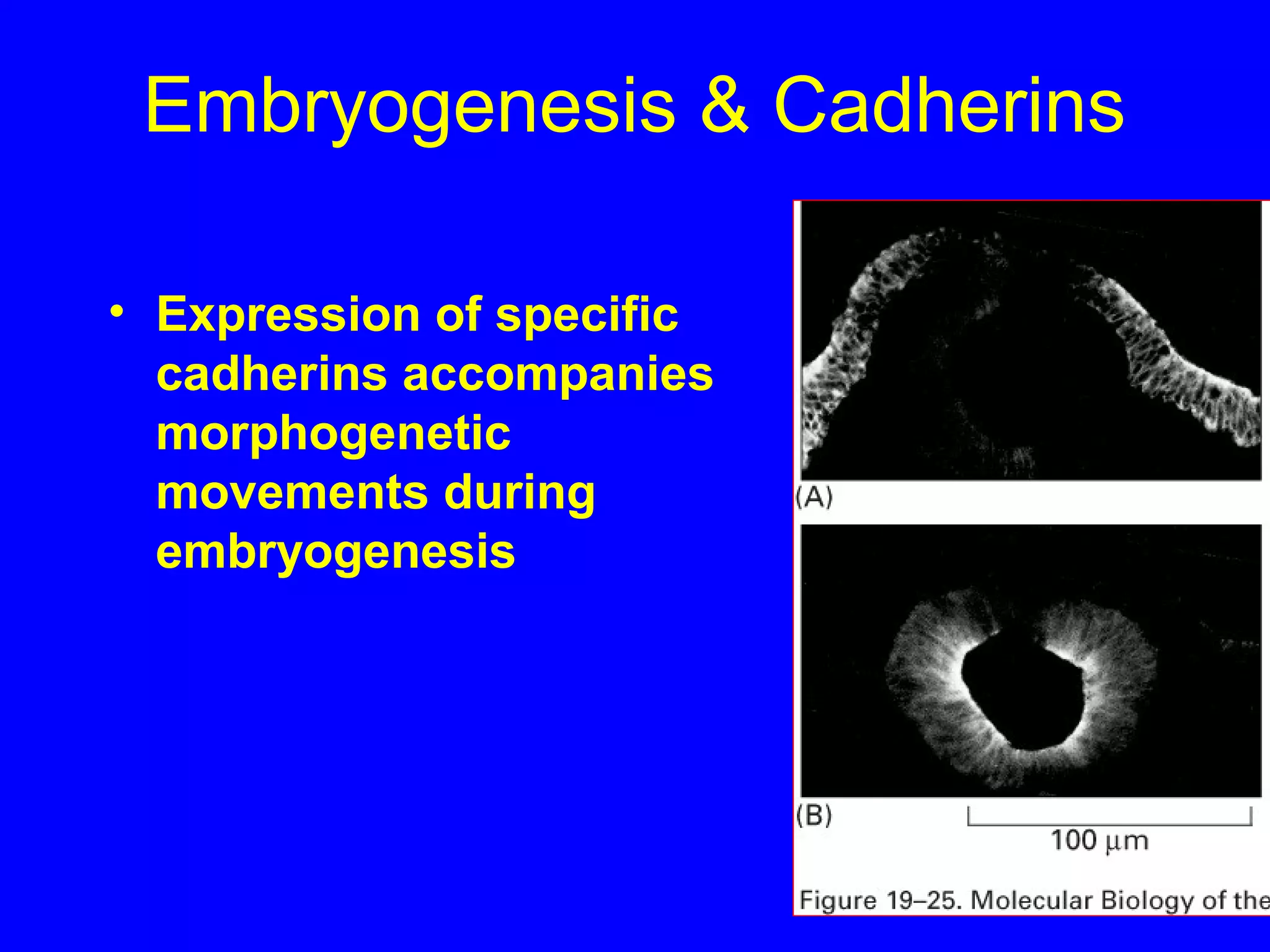 Embryogenesis & Cadherins
• Expression of specific
cadherins accompanies
morphogenetic
movements during
embryogenesis

 